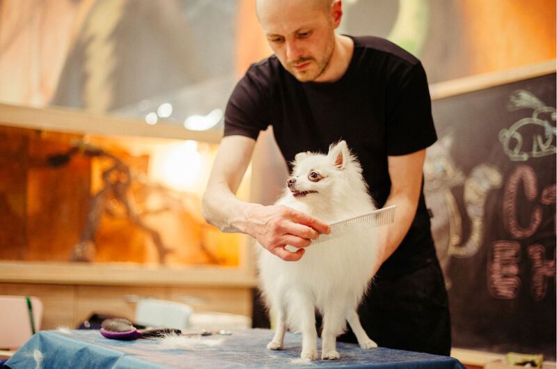 picture of a dog cat getting a haircut and grooming